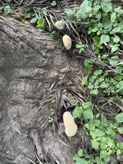 Ganoderma