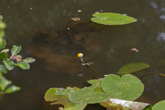 Nuphar lutea