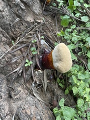 Ganoderma