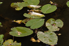 Nuphar lutea