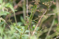 Scrophularia auriculata