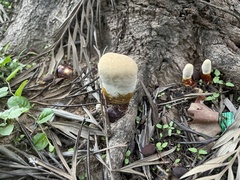 Ganoderma