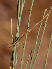 Clonopsis gallica