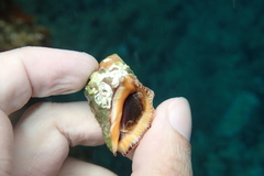 Stramonita haemastoma
