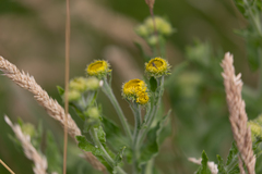 Pulicaria dysenterica