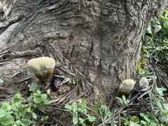 Ganoderma