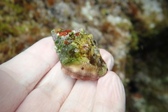 Stramonita haemastoma