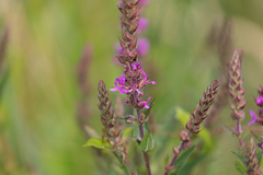 Lythrum salicaria