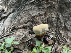 Ganoderma