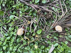 Ganoderma