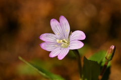 Epilobium alsinifolium