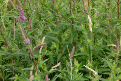 Lythrum salicaria