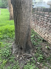 Ganoderma