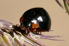 Parexochomus nigromaculatus
