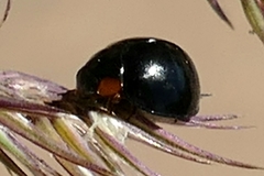 Parexochomus nigromaculatus