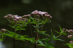 Eupatorium cannabinum
