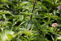Eupatorium cannabinum