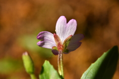 Epilobium alsinifolium