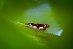 Gerosis bhagava