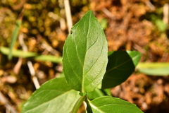 Epilobium alsinifolium