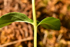 Epilobium alsinifolium