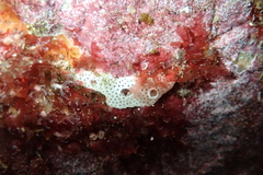 Lissoclinum perforatum