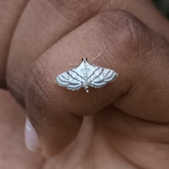 Ravanoa xiphialis
