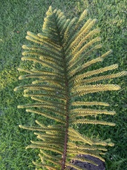 Araucaria heterophylla