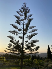 Araucaria heterophylla
