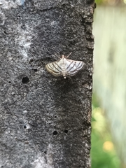 Ravanoa xiphialis