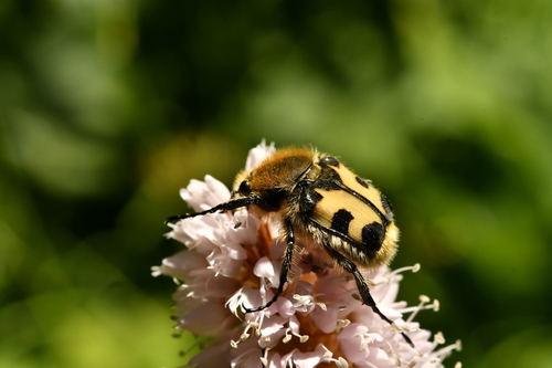Eurasian Bee Beetle
