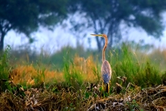 Ardea purpurea
