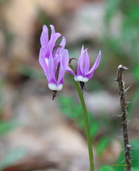 Primula frigida