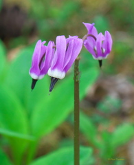 Primula frigida