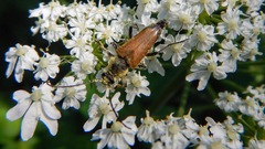 Trigonarthris subpubescens