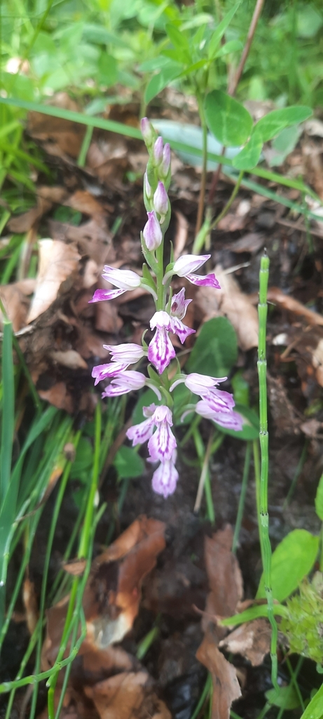 Dactylorhiza iberica