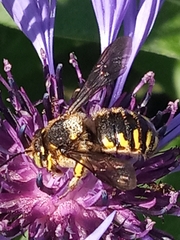 Anthidium