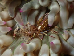 Periclimenes aegylios