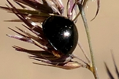 Parexochomus nigromaculatus