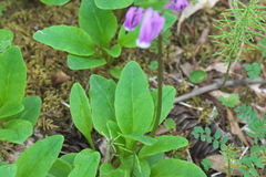 Primula frigida