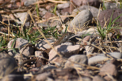 Aspidoscelis tesselatus