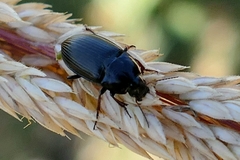 Zabrus tenebrioides