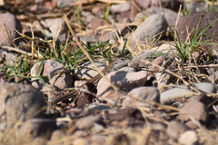 Aspidoscelis tesselatus