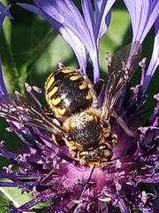 Anthidium