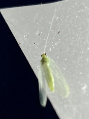 Chrysopa quadripunctata