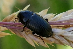 Zabrus tenebrioides