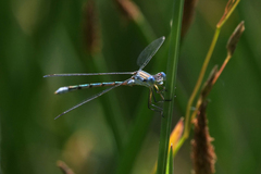 Lestes unguiculatus