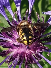 Anthidium