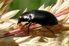 Zabrus tenebrioides