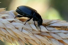 Zabrus tenebrioides